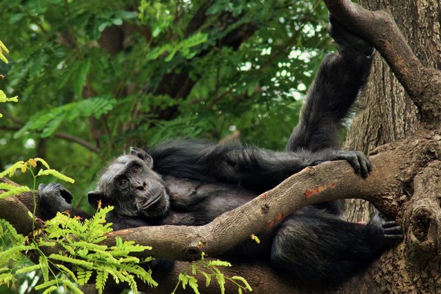 Kibale Forest National Park